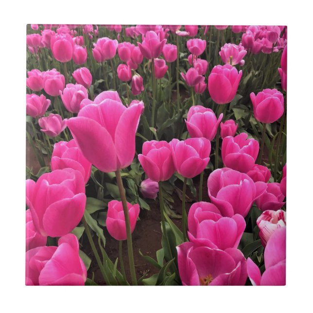 Azulejo Hermosos Tulipanes Rosados, Oregón (Frente)