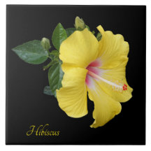 hibisco amarillo bonito sobre negro