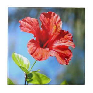 Azulejo Hibisco Rojo
