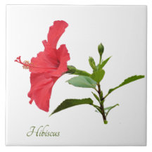hibisco rojo bonito sobre blanco
