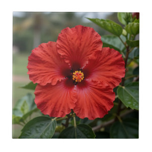 Azulejo Hibisco Tropical Rojo Vibrante Floración