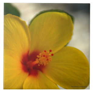Azulejo Hibiscus amarillo