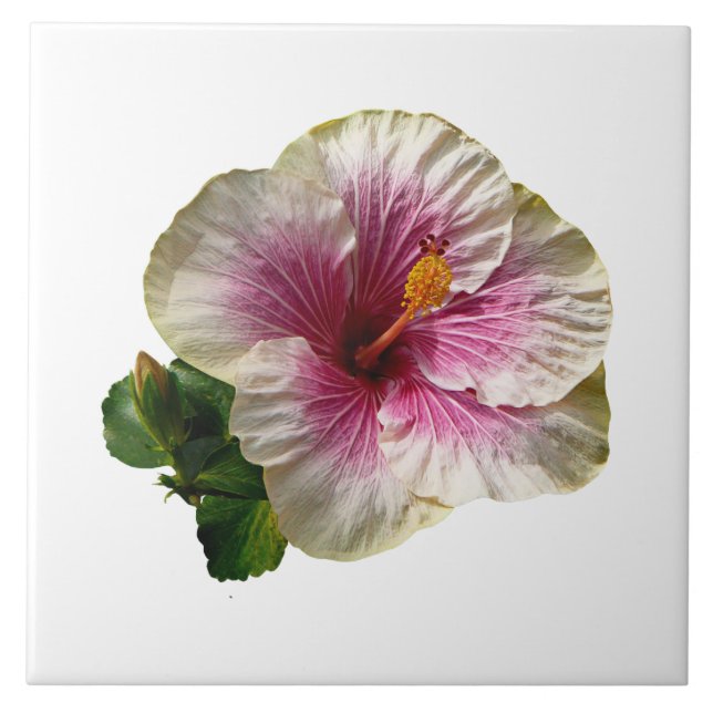 Azulejo Hibiscus Candy Striper (Frente)