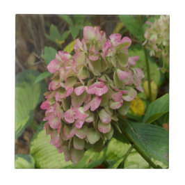 Azulejo Hidrangea de otoño con hojas de Hosta dorada