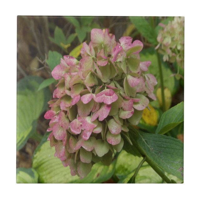 Azulejo Hidrangea de otoño con hojas de Hosta dorada (Frente)