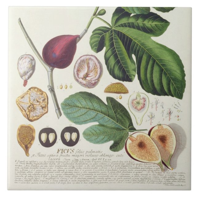 Azulejo Higo, grabado por 1704-67) placas de Juan Jacobo (Frente)