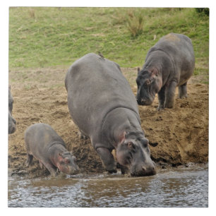 Azulejo Hipopótamo, Hippopotamus amphibius, Serengeti