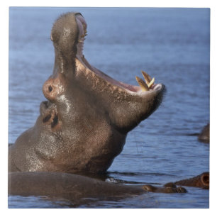 Azulejo Hippopotamus (amphibius del Hippopotamus) en