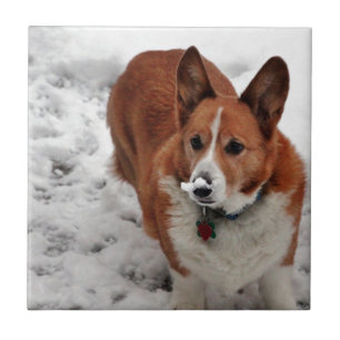 Azulejo Hocico de la nieve de Charlie