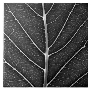 Azulejo Hoja brillante en blanco y negro en primer plano