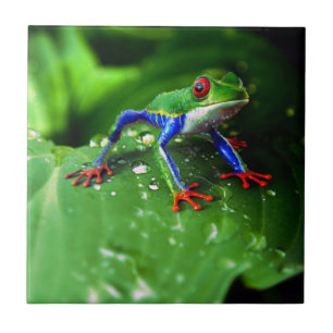 Azulejo Hoja colorida exótica de la rana