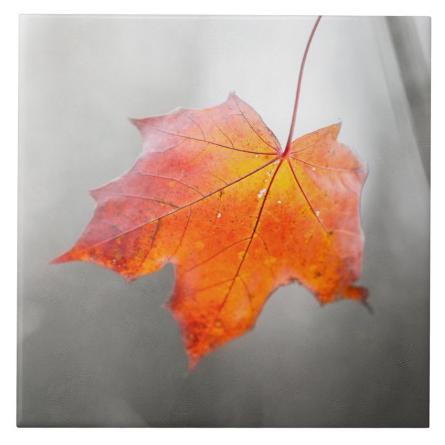 Azulejo Hoja de Arce Rojo - Otoño de Terciopelo (Frente)