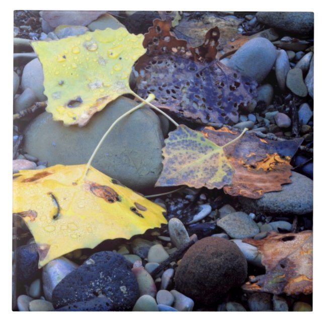 Azulejo Hoja de cottonwood Fremont sobre llanura inundable (Frente)