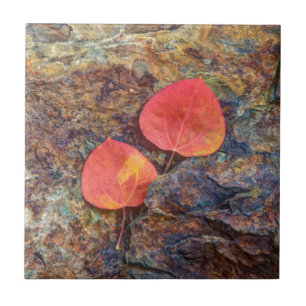 Azulejo Hoja de otoño en roca, California