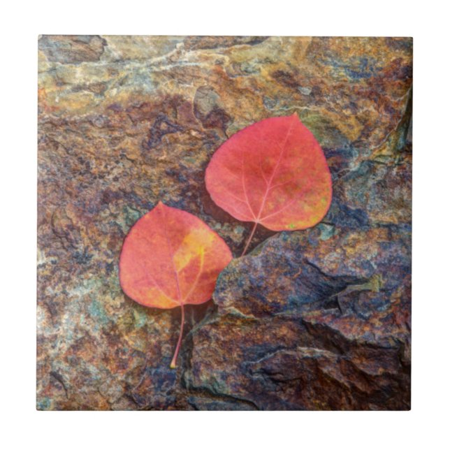 Azulejo Hoja de otoño en roca, California (Frente)