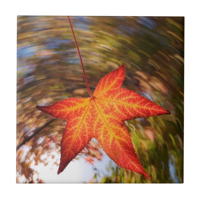 Azulejo Hoja que cae de un árbol en otoño (Frente)