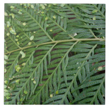 Hoja Verde