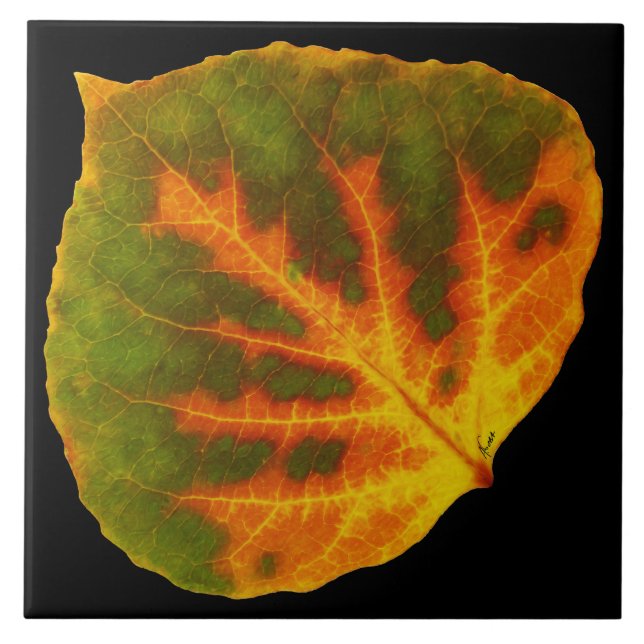 Azulejo Hoja verde #1 de Aspen del naranja y del amarillo (Frente)