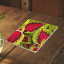 Hojas Coloridas de Coleus Floral