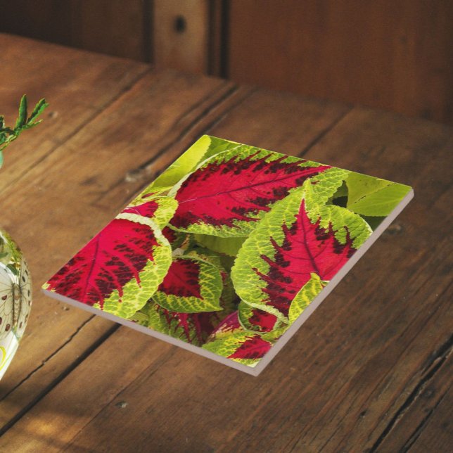 Azulejo Hojas Coloridas de Coleus Floral (In Situ)