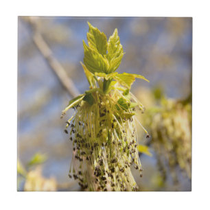 Azulejo Hojas cortas en la foto de primavera
