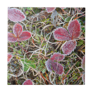 Azulejo Hojas cubiertas de escarcha, Canadá