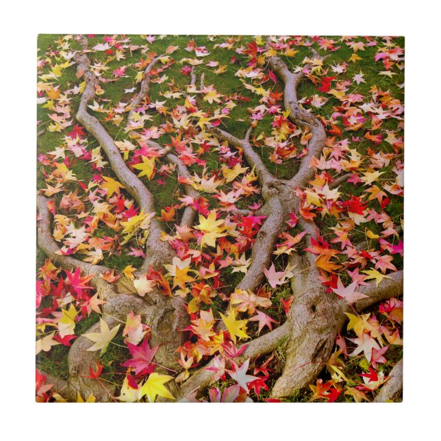 Azulejo Hojas de arce de colores brillantes (Frente)