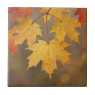 Azulejo Hojas de Arce de Otoño Dorado