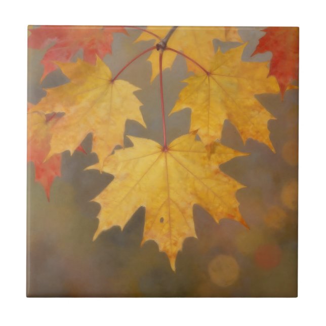 Azulejo Hojas de Arce de Otoño Dorado (Frente)