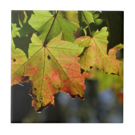 Azulejo Hojas de caída coloridas