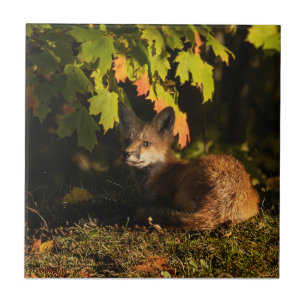 Azulejo Hojas de Fox y sombras