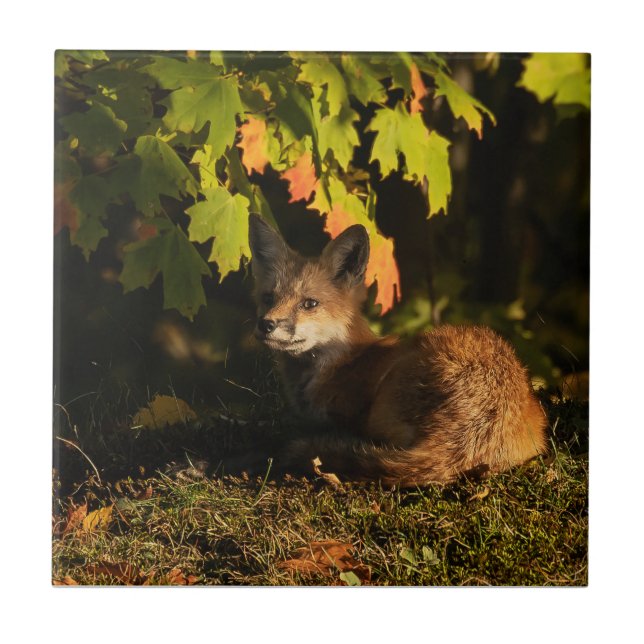 Azulejo Hojas de Fox y sombras (Frente)