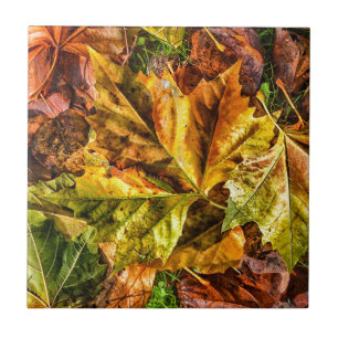 Azulejo Hojas de otoño