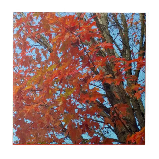 Azulejo Hojas de otoño rojas