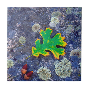 Azulejo Hojas de roble y maíz en una roca cubierta de Lic