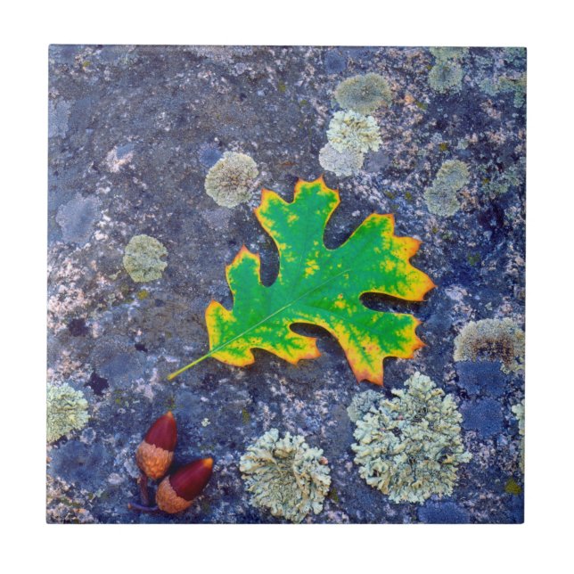 Azulejo Hojas de roble y maíz en una roca cubierta de Lich (Frente)