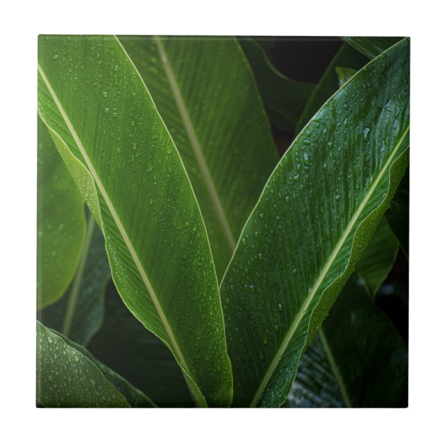 Azulejo Hojas de Selva Tropical (Frente)