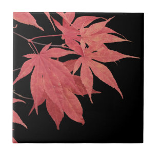 Azulejo Hojas rojas de arce japonés sobre negro