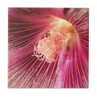 Azulejo Holly Hock en el sol de la noche