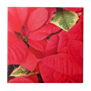 Azulejo Holly Point Poinsettias Holiday Floral