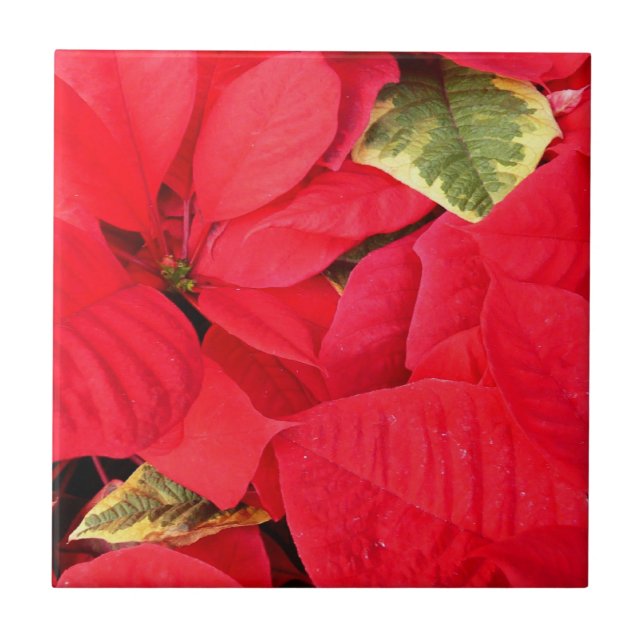 Azulejo Holly Point Poinsettias Holiday Floral (Frente)