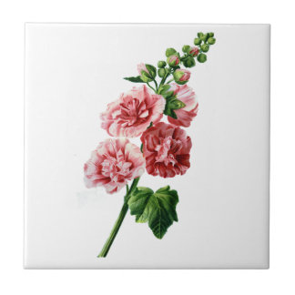 Azulejo Hollyhock rosa extraído de la naturaleza