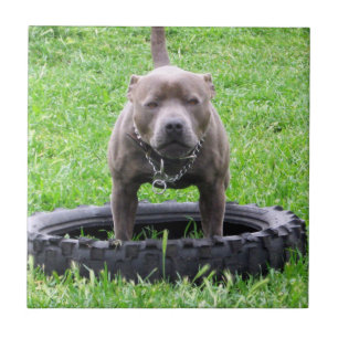 Azulejo Hombre Adulto Staffordshire Terrier Listo Para Jug