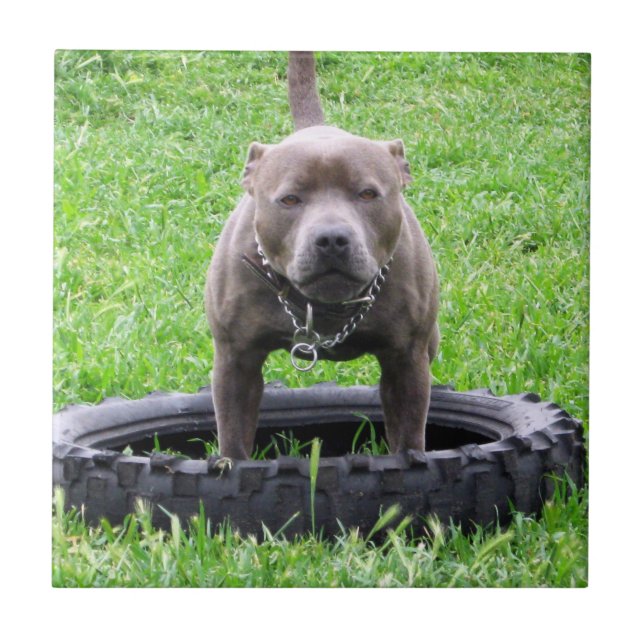Azulejo Hombre Adulto Staffordshire Terrier Listo Para Jug (Frente)