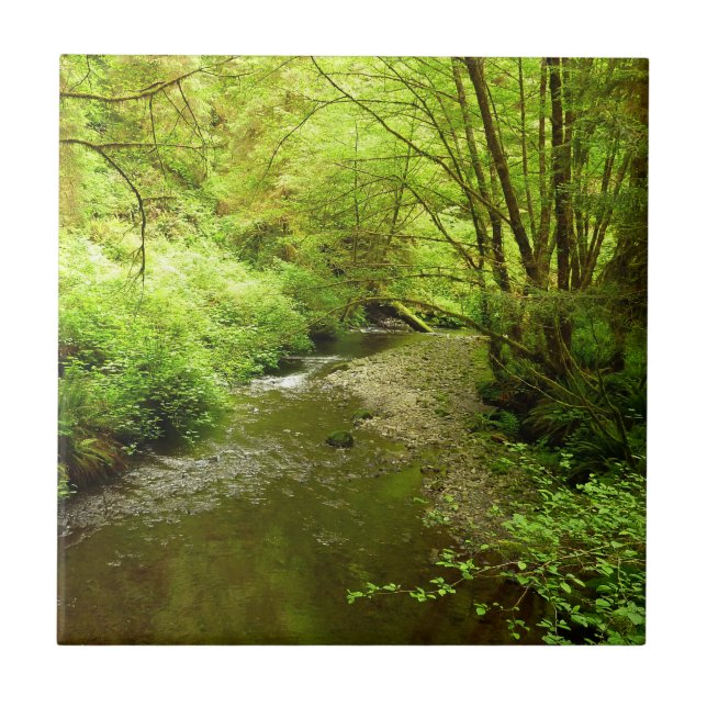 Azulejo Hombre perdido en el parque nacional Redwood (Frente)