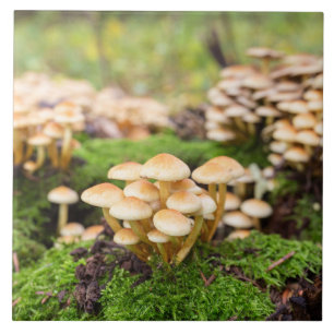 Azulejo Hongos amarillos en el bosque otoñal.