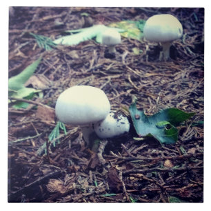 Azulejo Hongos blancos cúrcuitos