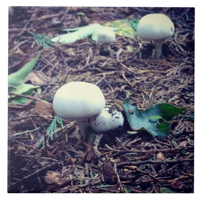 Azulejo Hongos blancos cúrcuitos (Frente)