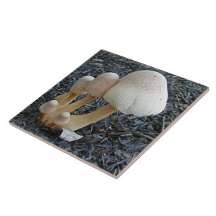 Azulejo Hongos en Mulch - Leucoagaricus americanus