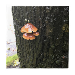 Azulejo Hongos en un árbol, Oregón